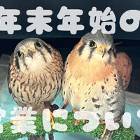 画像738