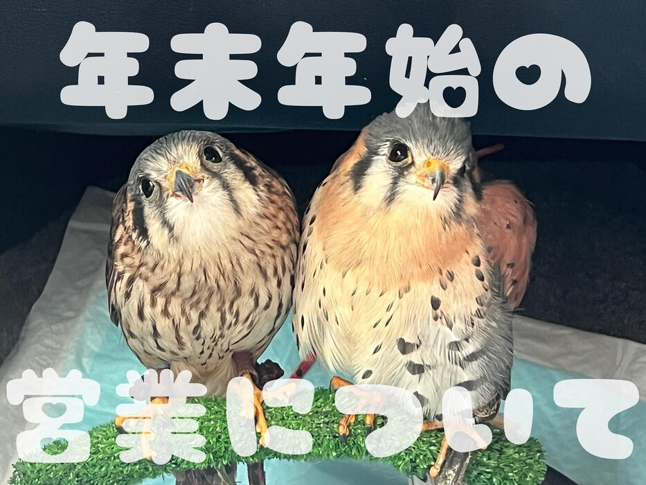 画像738
